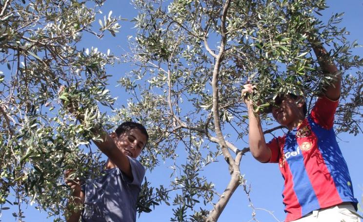 Olive harvest at Surif in the West Bank, Palestine. Photo: Palestine Solidarity Project via Flickr (CC BY-SA).