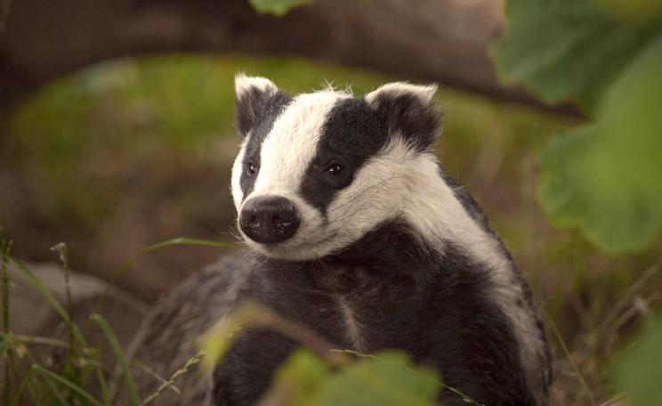 English badger. Photo: Kentish Plumber via Flickr (CC BY-NC-ND).