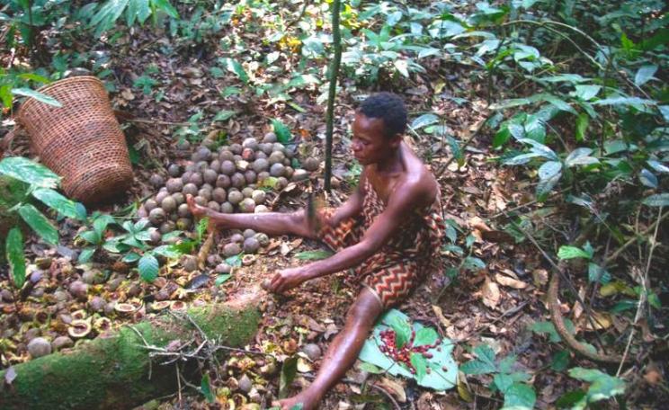 The Baka have lived sustainably in their rainforest home for generations. Photo: Selcen Kucukustel / Atlas / Survival International.