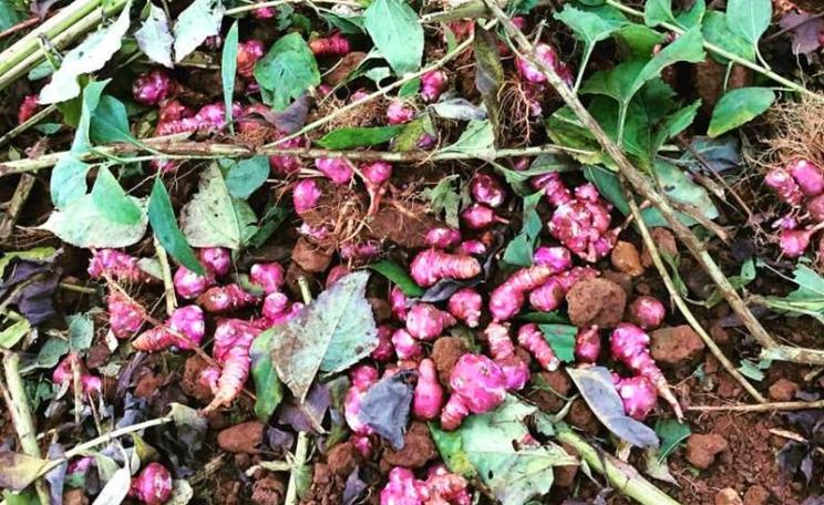 Jerusalem artichoke harvest at Sandy Lane Farm, Oxfordshire. Photo: Sandy lane Farm via Facebook.