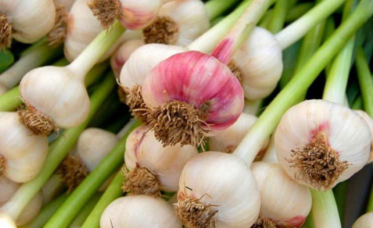 Fresh organic 'Heirloom' garlic from New Roots Farm in Newmarket NH, at the Portsmouth, NH farmer's market. Photo: ilovebutter via Flickr (CC BY).
