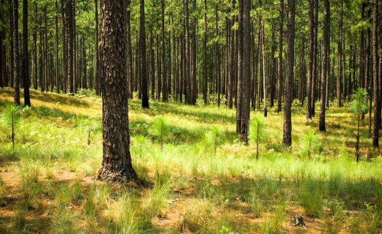 Longleaf Pine Regeneration in South Carolina. Photo: Justin Meissen via Flickr (CC BY-SA).