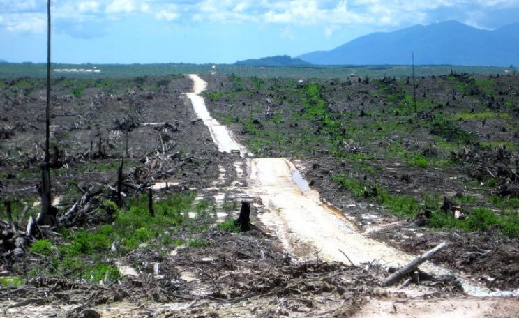 Once a rainforest ... land cleared for a palm oil plantation, Indonesia. Photo: Rainforest Action Network via Flickr (CC BY-NC).