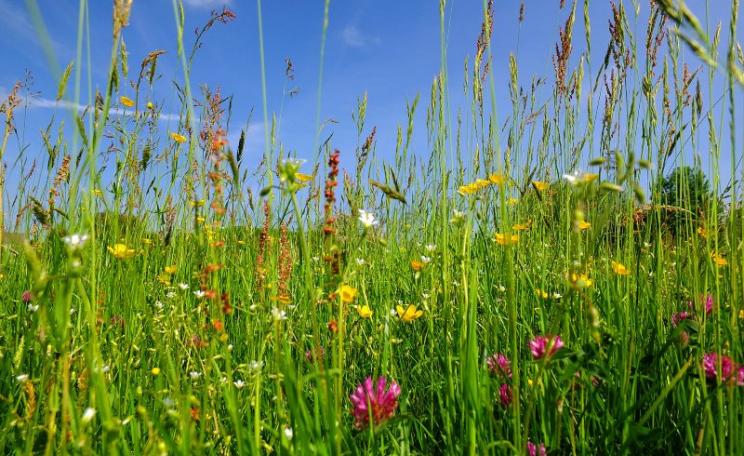 The bottom line: post-Brexit, will our countryside be richer, or poorer, in wild-flower meadows like this one near Silsden in West Yorkshire, England? Photo: Steven Feather via Flickr (CC BY-NC-SA).