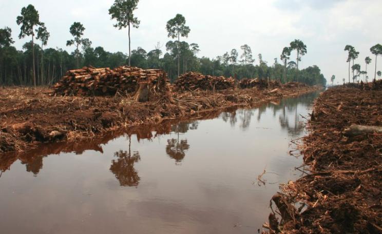 New regulations to protect Indonesia's peatlands - like this swamp forest under conversion to plantation - are doomed to failure. Photo: Rainforest Action Network via Flickr (CC BY-NC).