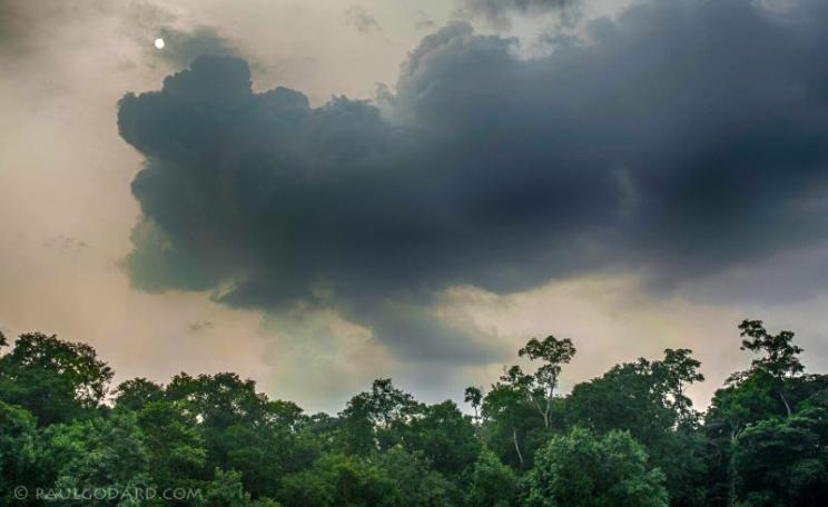 Riverside rainforest in the Congo basin. Photo: Paul Godard via Flickr (CC BY-NC-ND).