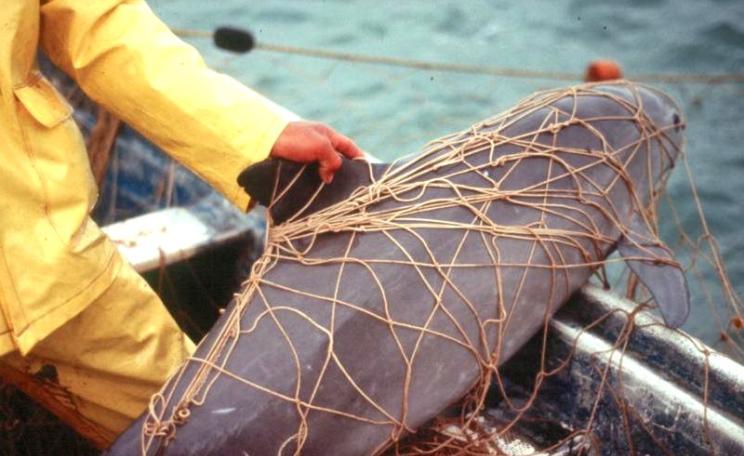 Vaquita caught in a gillnet. Photo: Cristian Faezi & Omar Vidal via IUCN.