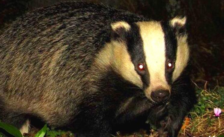Badger trying to keep out of trouble in the Somerset cull area, September 2015. Photo: Somerset Badger Patrol via Facebook.