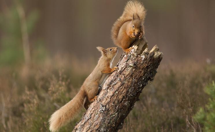 Across much of Britain, the red squirrel has been largely outcompeted by the introduced grey squirrel. Greys are immune to and spread squirrel pox virus, which is lethal to reds.(c) Peter Cairns