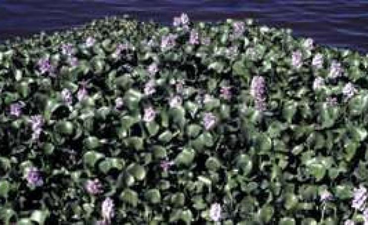 HYACINTH_OCT03_MAIN.jpg