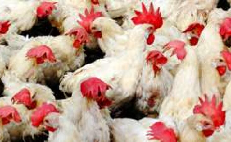 Chicken_Birds_MAIN.jpg
