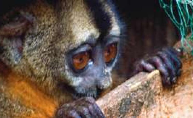 MonkeyBig.jpg