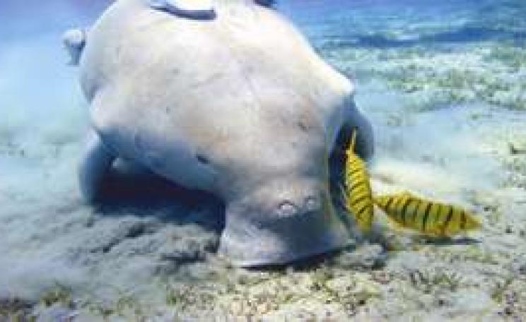 Dugong_MAIN.jpg