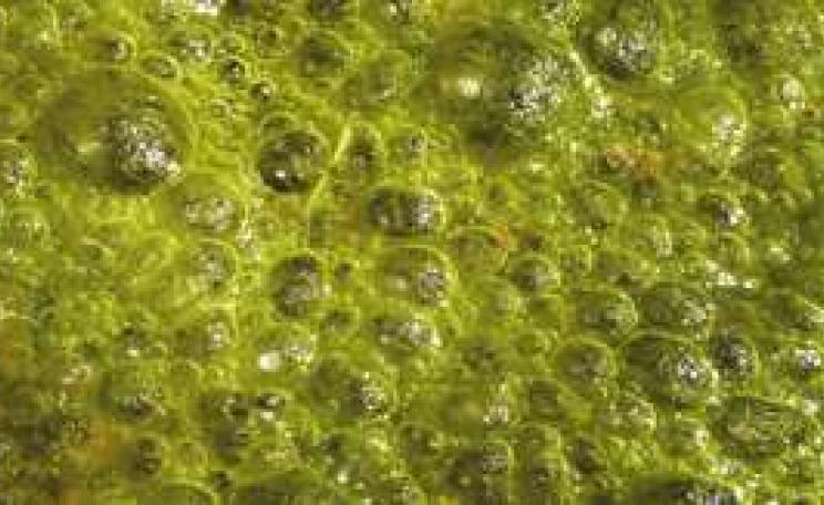 Algae_MAIN.jpg