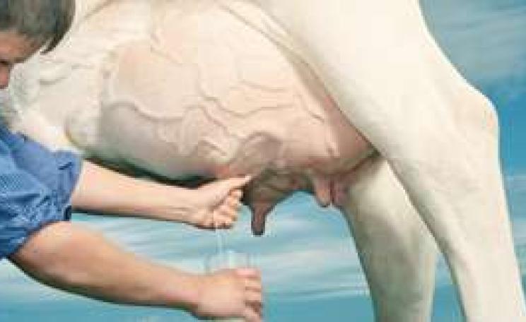 RawMilk_June_08_MAIN.jpg