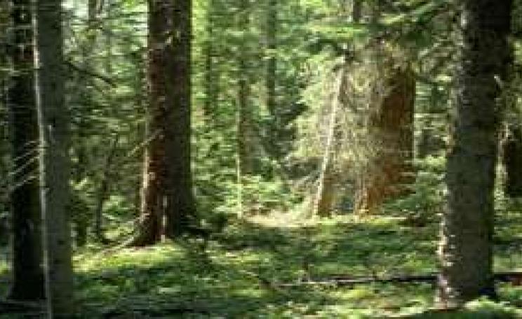 forest.jpg