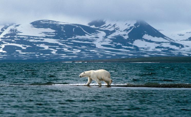 Polar_bear