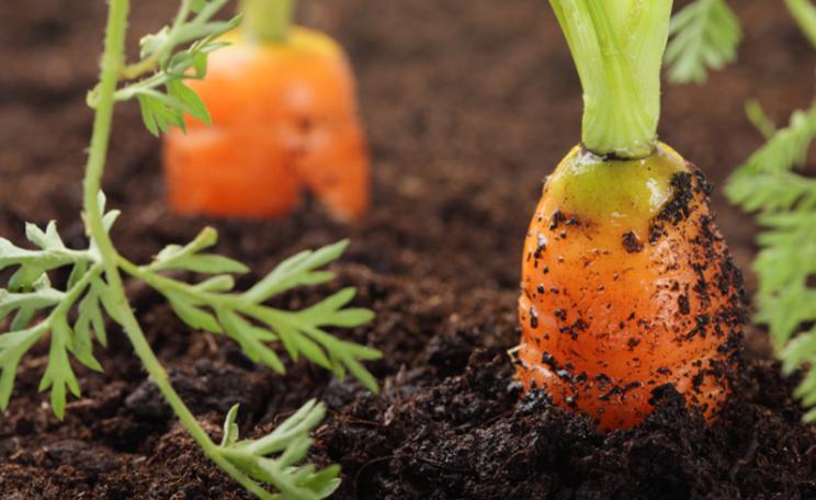 Gardening