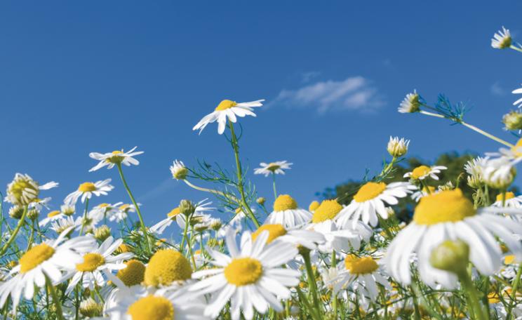 pollination