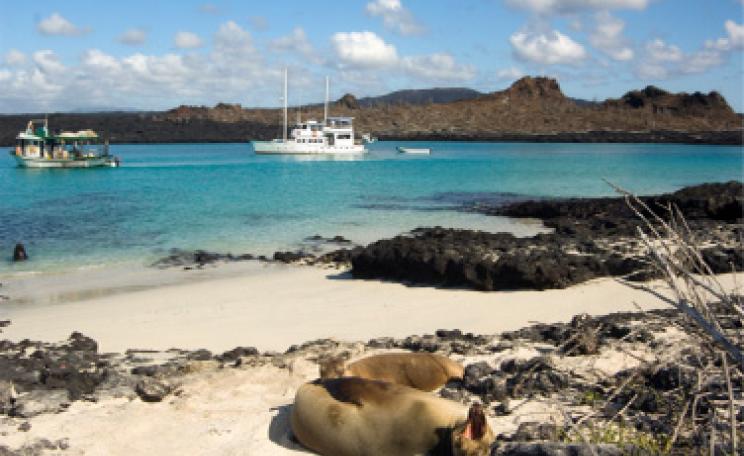 Tourist boats and seals on a Galapagos beach
