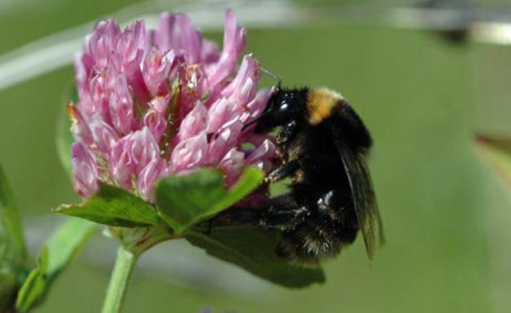 A short-haired bumblebee